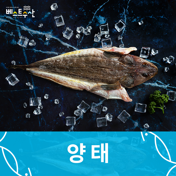 반건조 양태 1미(각350g내외/44cm)