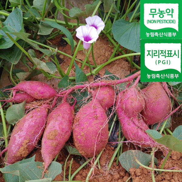 꿀고구마5kg(특상)