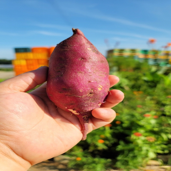 비세척 꿀고구마 3kg (한입)